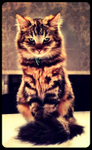 Cat-Sitter-Putney