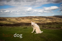 Kasper's Walkies! portfolio