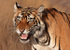 Royal bengal tiger - snarling