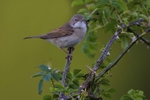 Whitethroat
