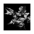 calla