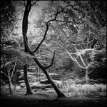 Surrey Hills 1