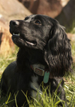 Dogs portfolio