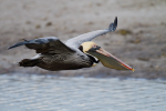 Brown Pelican