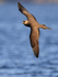 Parasitic Jaeger in flight, Flatanger, Norway