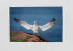 57 Gannet