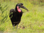 Abyssinian ground hornbill