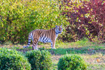 Amur Tiger - DSC_0967