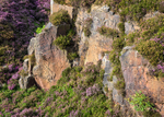 Heather, Stanton Moor (5)