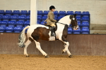 Class 21 - BSHA Ridden Show Cob portfolio
