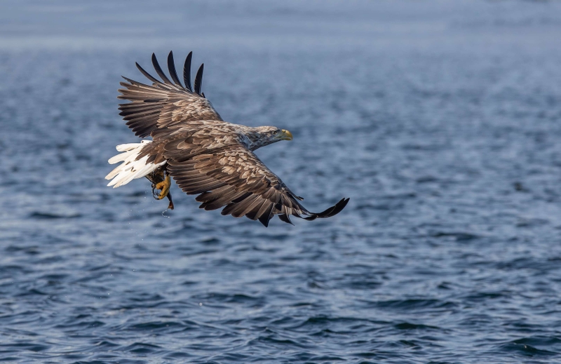 White Tailed Eagle - Isle of Mull - Scotland
