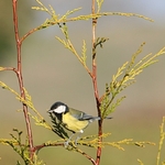 Coal-Tit-4-1515