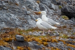 Glaucous Gulls