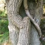 Tree hugger