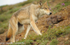 Wolf alone.