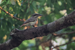 Streaked Flycatcher, Porto Jofre, Brazil