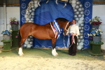 SBM_17984