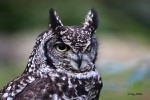 Great Horned Owl (© Andy Millikin)