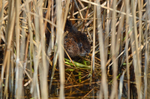 April 2015 - Water Vole