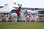 Parade of Hounds portfolio