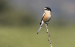 Masked Shrike