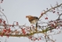 Fieldfare