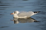 Black-headed Gull