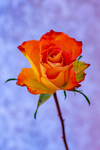 Single Orange and Yellow Rose - DSC_0848