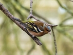Chaffinch