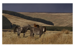 Welsh Mountain & Moorland