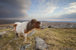 Dartmoor Pony