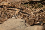 Eurasian Hoopoe portfolio