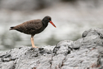 Blackish Oystercatcher portfolio
