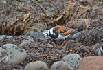Turnstone