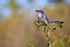 Florida Scrub-Jay perched atop bush, Shamrock Park, Venice, Florida
