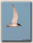 Damara Tern