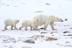Polar Bear family, Churchill, Canada