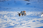 Reindeer
