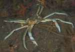 Hyas araneus