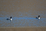 Great Northern Divers