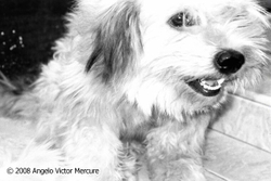 Pets and People portfolio