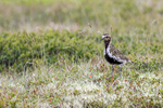 Golden Plover