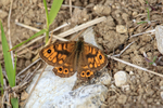 Wall butterfly (male) basking, Dorset
