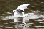 Gull