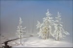 Out of the Mist