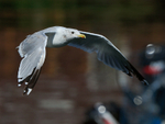 California Gull portfolio