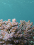 RS016: Humbug damselfish