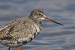 Spotted Redshank portfolio