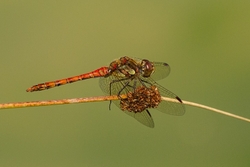 Common Darter