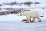 Polar Bear with dirty paws walking on frozen lake, Churchill
